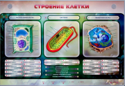 Стенды для кабинета биологии - «globural.ru» - Абинск