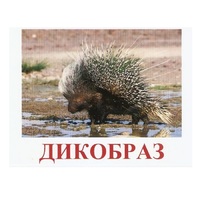 Карточки Домана "Дикие животные-3" - «globural.ru» - Абинск