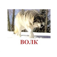 Карточки Домана "Дикие животные-1" - «globural.ru» - Абинск
