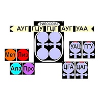 Модель-аппликация "Биосинтез белка" (ламинированная) - «globural.ru» - Абинск