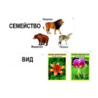 Модель-аппликация "Классификация растений и животных" (ламинированная) - «globural.ru» - Абинск