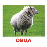 .Карточки Домана "Домашние животные" - «globural.ru» - Абинск