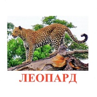 Карточки Домана "Дикие животные-2" - «globural.ru» - Абинск