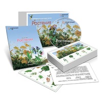 Комбинированное наглядное пособие «Растения» - «globural.ru» - Абинск