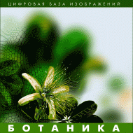 Ботаника. (Цифровая база изображений) - «globural.ru» - Абинск