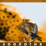 Зоология. (Цифровая база изображений) - «globural.ru» - Абинск