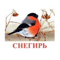 Карточки Домана "Птицы-1" - «globural.ru» - Абинск