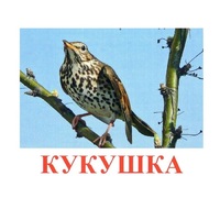Карточки Домана "Птицы-3" - «globural.ru» - Абинск