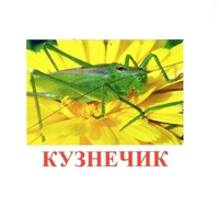 Карточки Домана "Насекомые" - «globural.ru» - Абинск