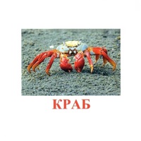 Карточки Домана "Подводный мир" - «globural.ru» - Абинск