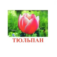 Карточки Домана "Цветы-1" - «globural.ru» - Абинск