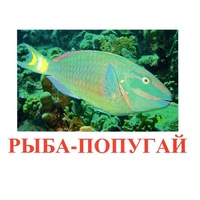 Карточки Домана "Рыбы" - «globural.ru» - Абинск
