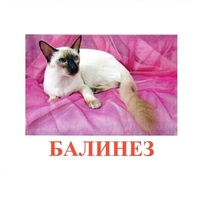 Карточки Домана "Породы кошек" - «globural.ru» - Абинск