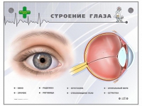 Интерактивный стенд "Строение глаза" - «globural.ru» - Абинск