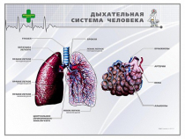 Стенд "Дыхательная система человека" - «globural.ru» - Абинск