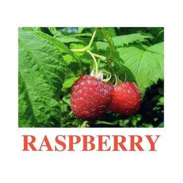 "Berries-1" ("Ягоды-1") английские карточки Домана - «globural.ru» - Абинск