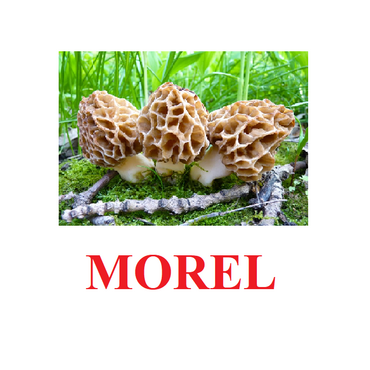 "Mushrooms" ("Грибы") английские карточки Домана - «globural.ru» - Абинск