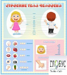 Стенд "Строение человека" для детей - «globural.ru» - Абинск